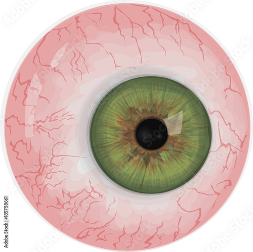 Realistic human eyeball - Green vector eye
