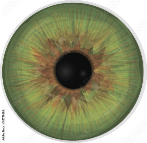 Eye iris -  Realistic vector set - Eye iris vector texture - Green.