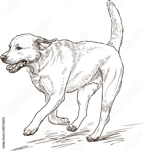 sketch of a running retriever