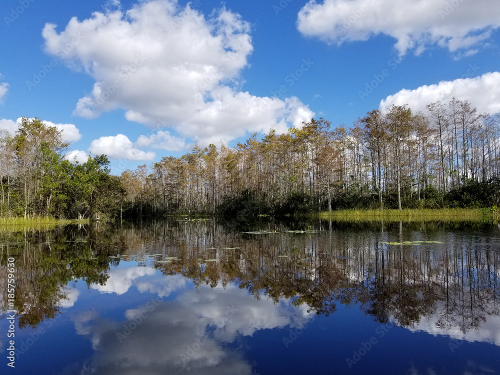 picture of reflection in a swamp in Florida reserve