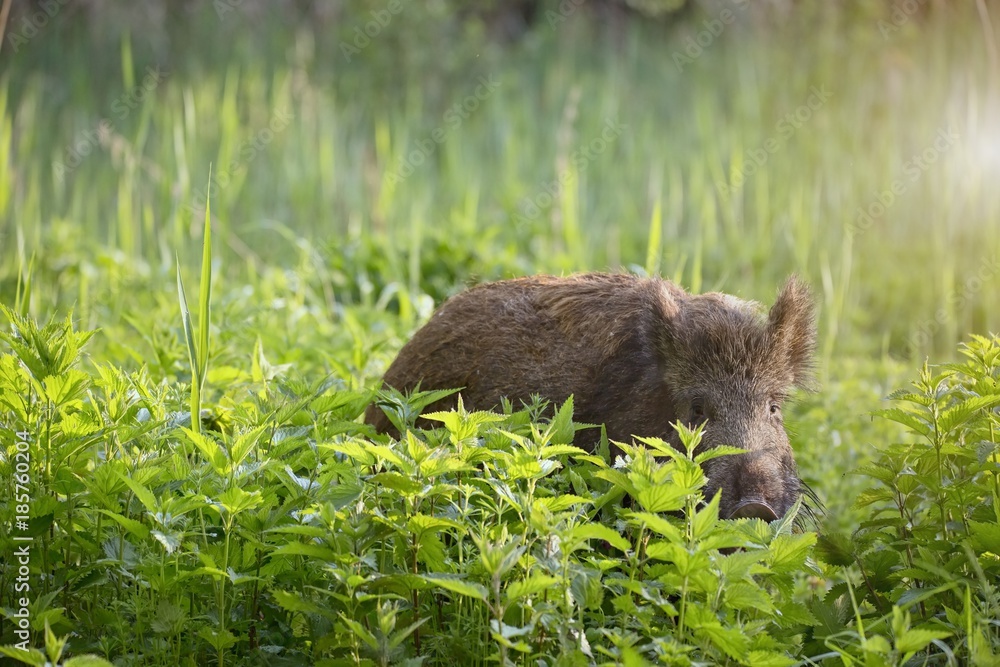 Wild boar - Sus scrofa. Walking in nature still life, marsh. Dense forest trees, reeds and grass, wild landscape. The natural scenery of Slovakia, Europe. Wild boar - Sus scrofa. Walking in nature still life, marsh. Dense forest trees, reeds and grass, wild landscape. The natural scenery of Slovakia, Europe.