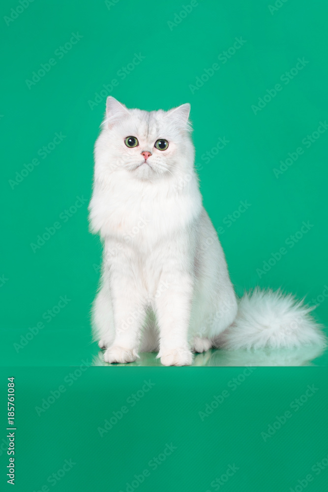 Studio portrait of White British long hair cat with green eyes Stock ...