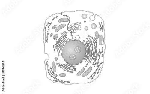 Animal human cell structure educational science. Microscope 3d eukaryotic nucleus organelle medicine analysis. Glowing white gray biology poster template isolated line art vector illustration