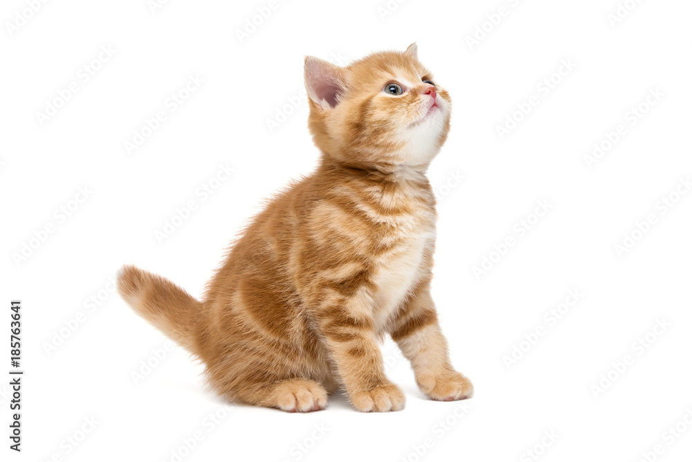 Obraz premium Small striped kitten looking up