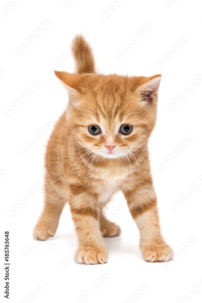 Obraz premium Small striped kitten breed British marble