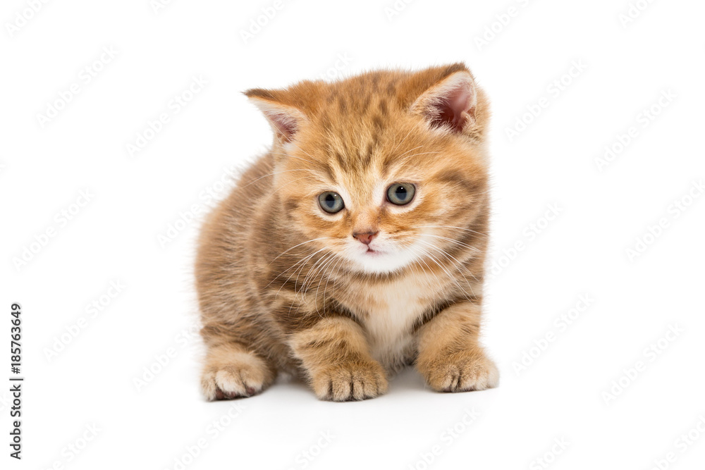 Obraz premium Small striped kitten breed British marble