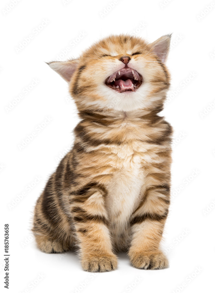 Obraz premium Small striped kitten breed British marble