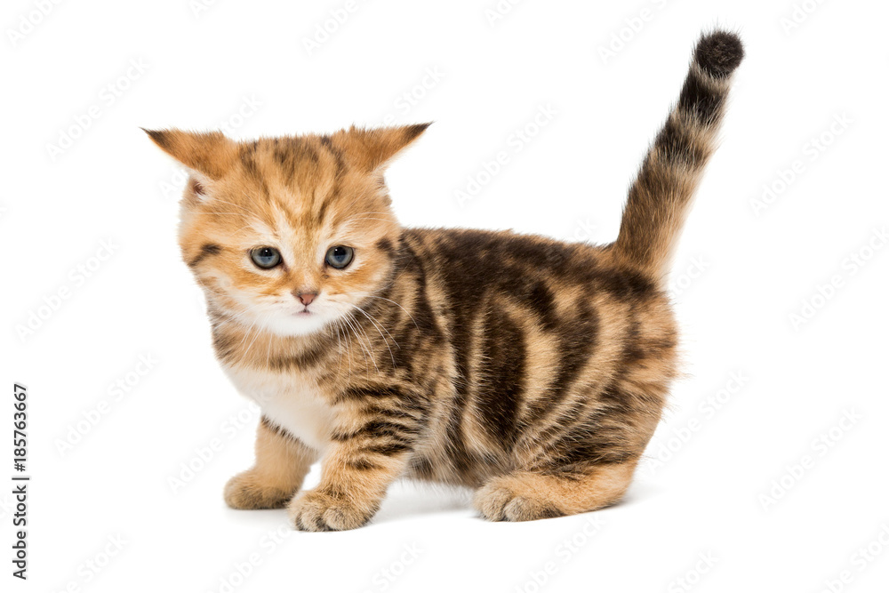 Small striped kitten breed British Small striped kitten breed British