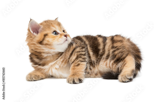Small striped kitten looking up