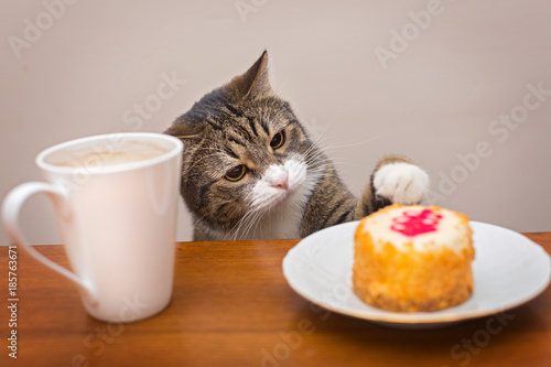 Fototapeta Naklejka Na Ścianę i Meble -  Grey cat at the table