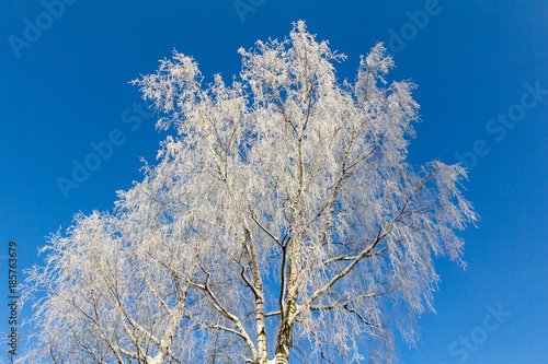 birch covered with hoarfrost