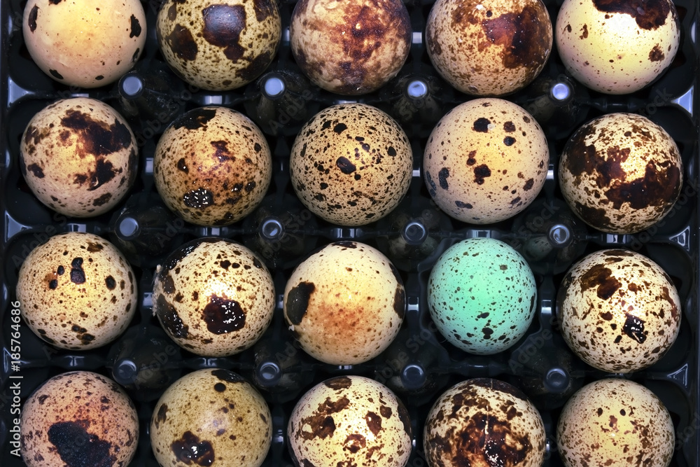 A photo from above of small uncooked quail eggs and blue thrush egg. An overhead photo of quail eggs, Easter rustic background. I like Healthy lifestyle, healthy eating food concept. A photo from above of small uncooked quail eggs and blue thrush egg. An overhead photo of quail eggs, Easter rustic background. I like Healthy lifestyle, healthy eating food concept.