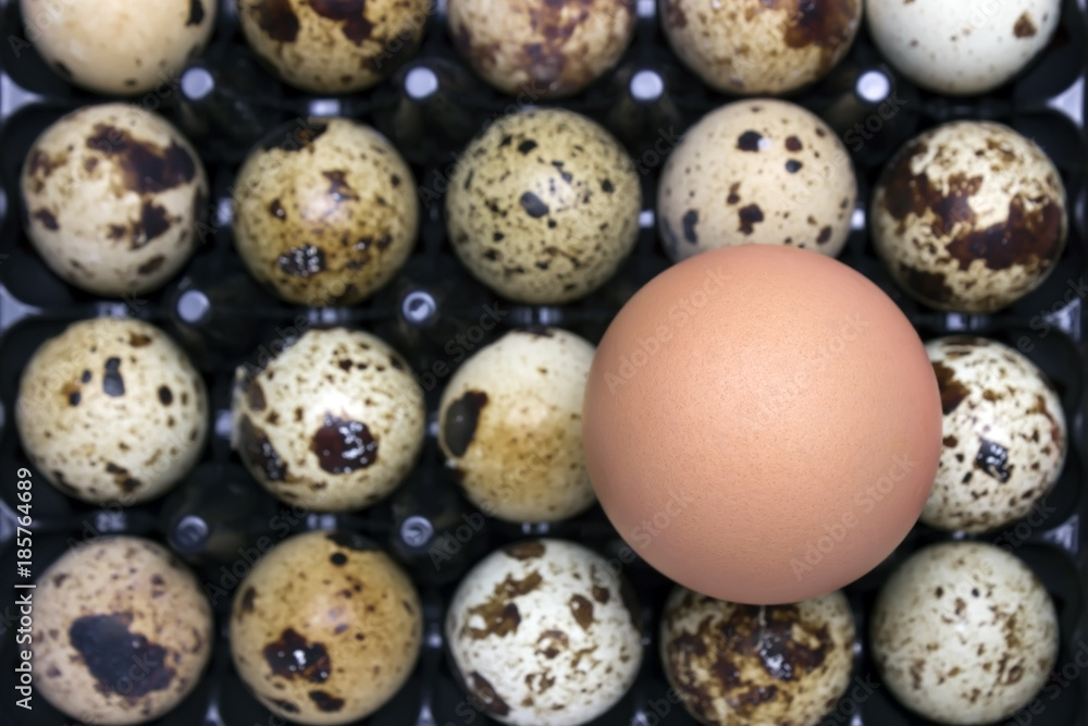 A photo from above of small uncooked quail eggs and chicken egg An overhead photo of quail eggs, Easter rustic background. I like Healthy lifestyle, healthy eating food concept. A photo from above of small uncooked quail eggs and chicken egg An overhead photo of quail eggs, Easter rustic background. I like Healthy lifestyle, healthy eating food concept.