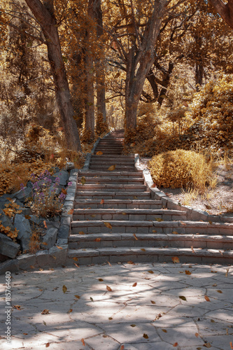 Autumn color trees with stone stairs and walkway