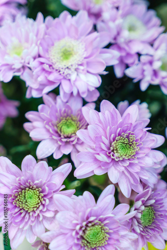 chrysanthemum flowers closeup