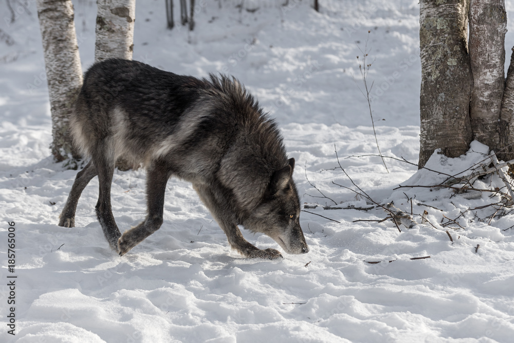 Black Phase Grey Wolf (Canis lupus) Moves Right