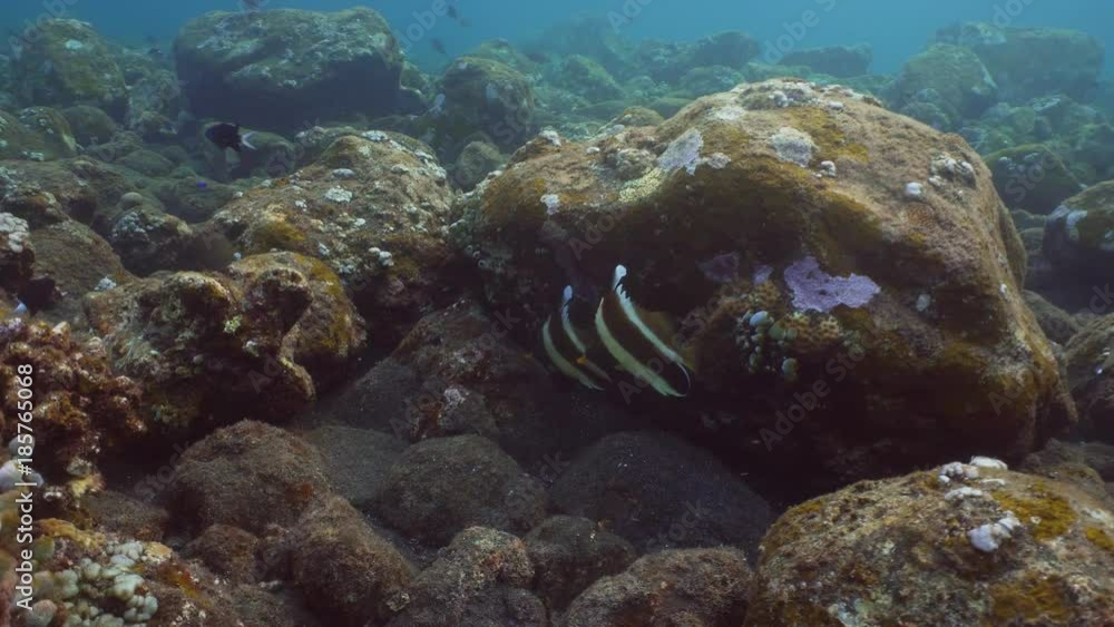 Fish and coral reef. Wonderful and beautiful underwater world with corals and tropical fish. Hard and soft corals. Diving and snorkeling in the tropical sea. Travel concept. 4K video. Fish and coral reef. Wonderful and beautiful underwater world with corals and tropical fish. Hard and soft corals. Diving and snorkeling in the tropical sea. Travel concept. 4K video.