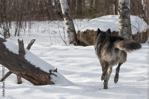Black Phase Grey Wolf (Canis lupus) Runs Away