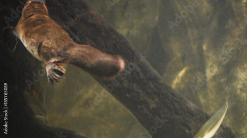 a duck billed platypus swims and searches for food underwater