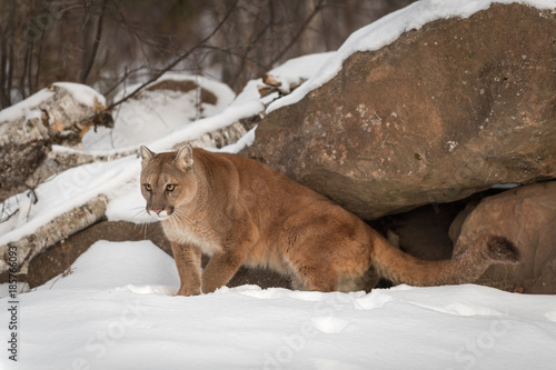 Adult Female Cougar (Puma concolor) Comes Out From Under Rocks