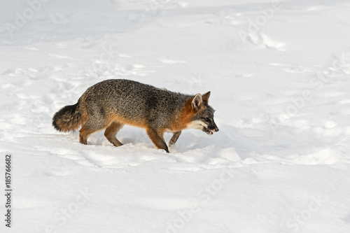 Cuadro en lienzo Grey Fox (Urocyon cinereoargenteus) Skulks Through Snow