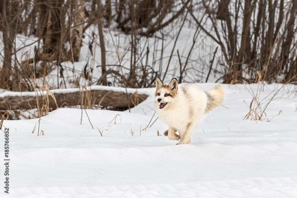 Red Marble Fox (Vulpes vulpes) Runs Full Out Red Marble Fox (Vulpes vulpes) Runs Full Out