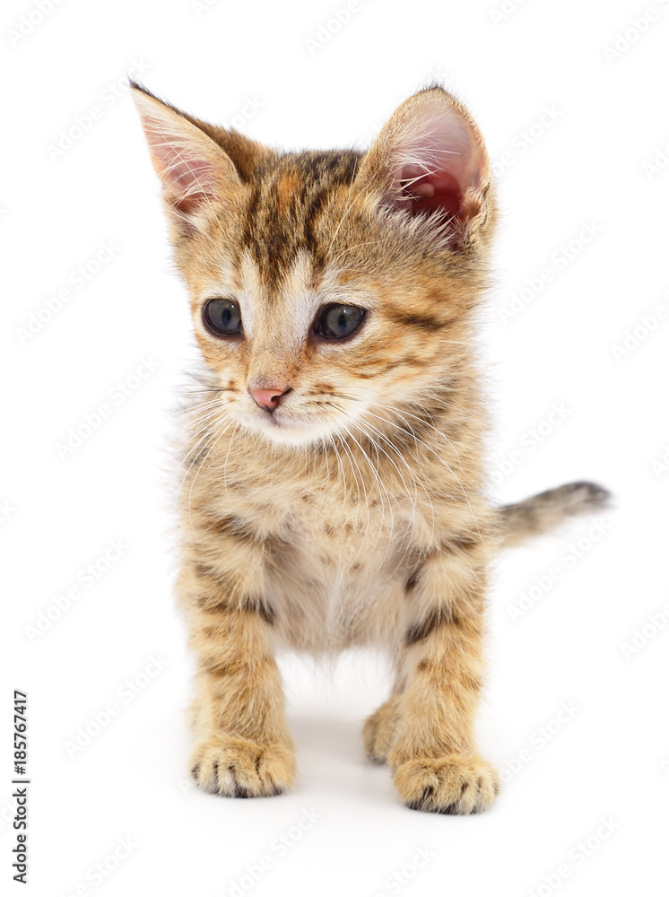 Obraz premium Small brown kitten.