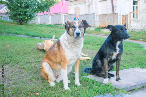 Stray dogs on street