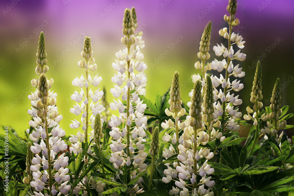white lupines white lupines