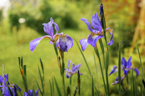Fototapeta Naklejka Na Ścianę i Meble -  Iris flowering
