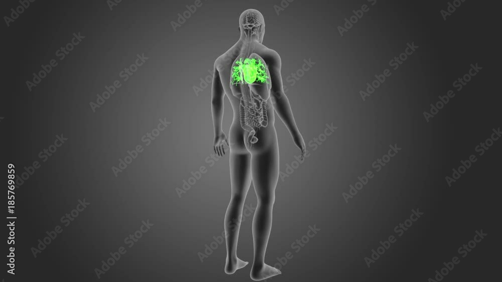 Heart with Organs Heart with Organs