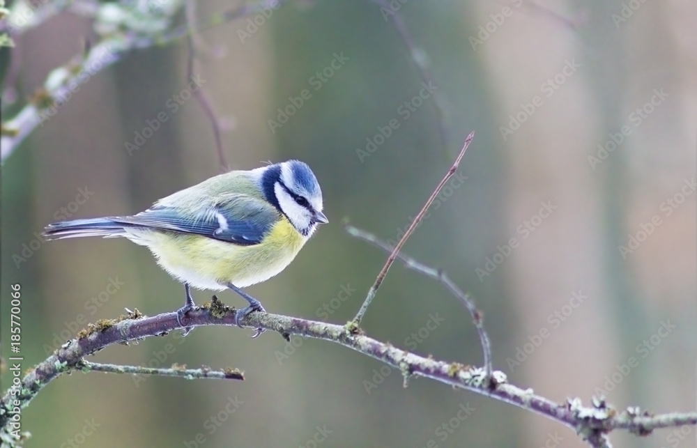 Obraz premium Blue bird on a branch