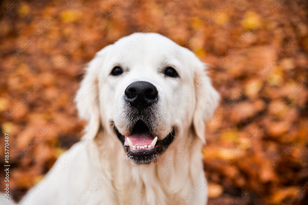 Golden Retriever's nose closeup Golden Retriever's nose closeup