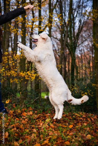 Playful golden retriever in a forest photo