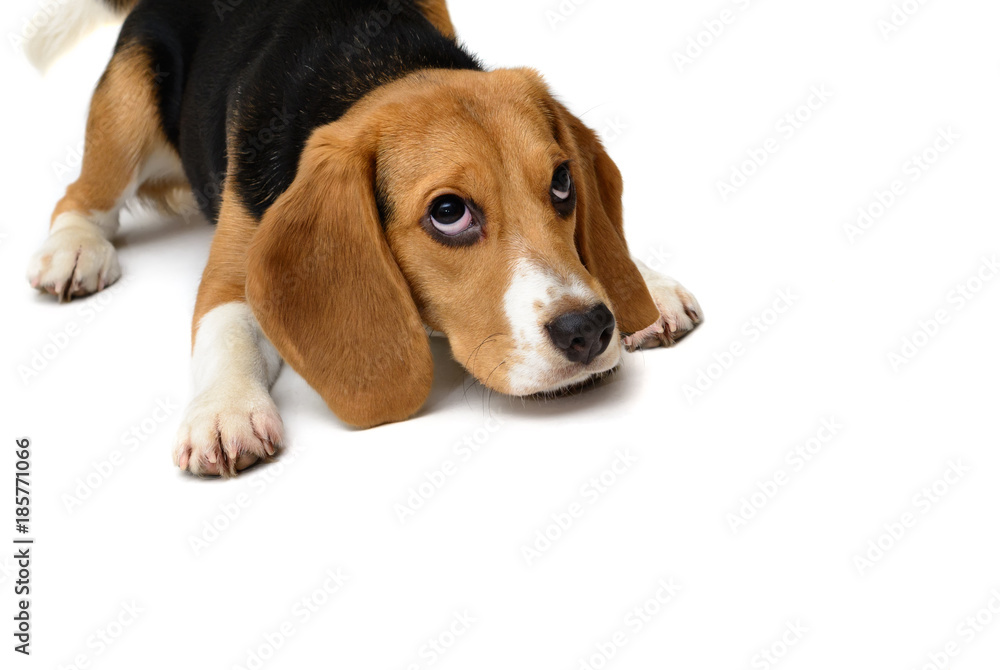 Beagle puppy dog isolated on a white background