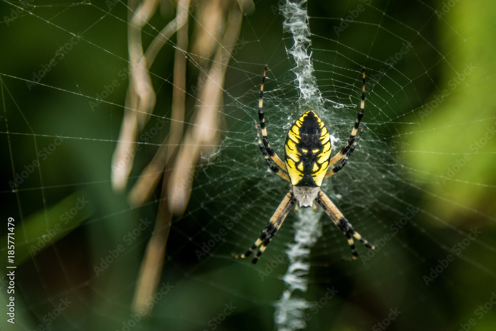 Garden Spider resting on its web Garden Spider resting on its web