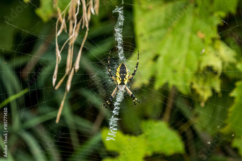 Garden Spider resting on its web