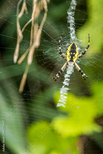 Garden Spider resting on its web