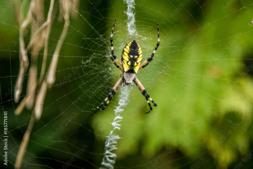 Garden Spider resting on its web Garden Spider resting on its web