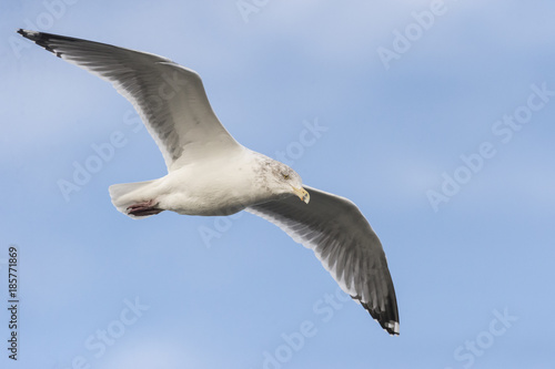 Intent Herring Gull © Vinoverde