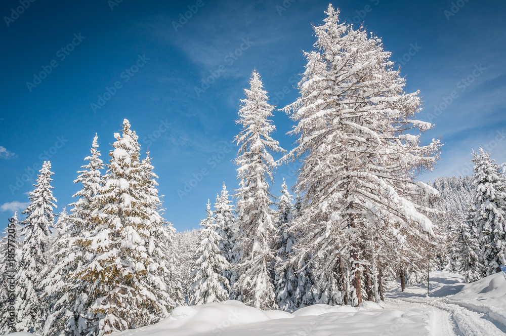 Fir forest covered with snow, Dolomites, Italy