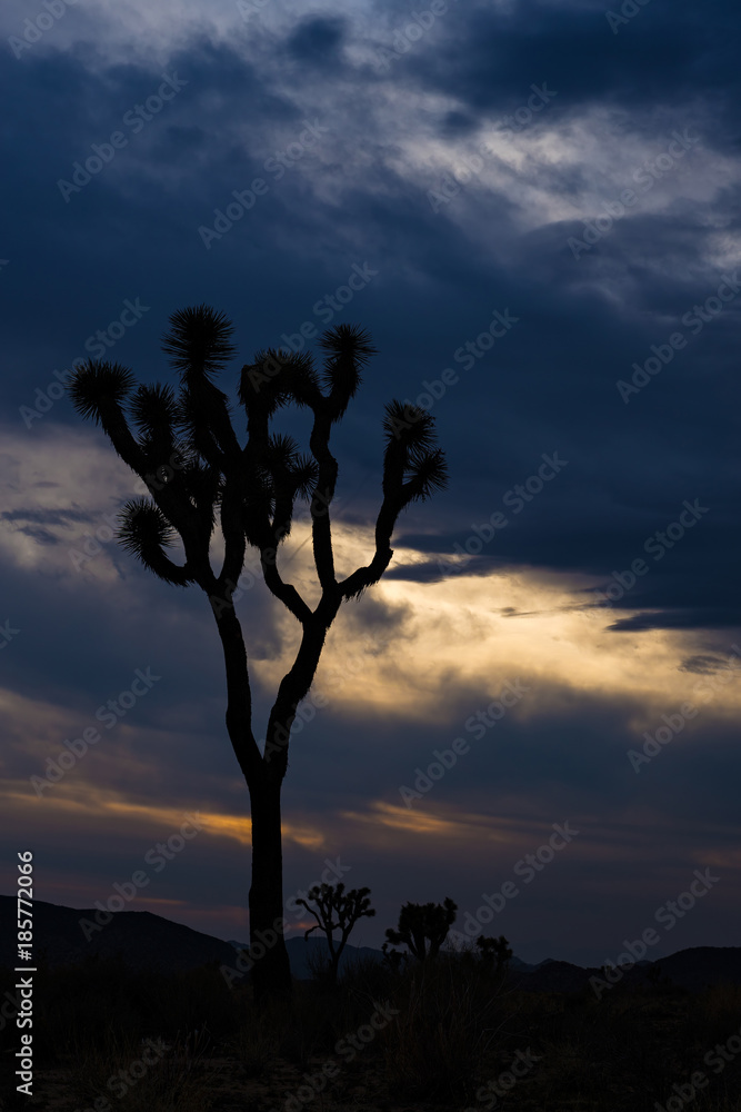 Joshua Tree National Park, Mojave desert, California, USA