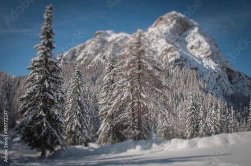 Tilt shift effect of fir forest covered with snow with dolomitic peak background, Staulanza Pass, Dolomites, Italy photo