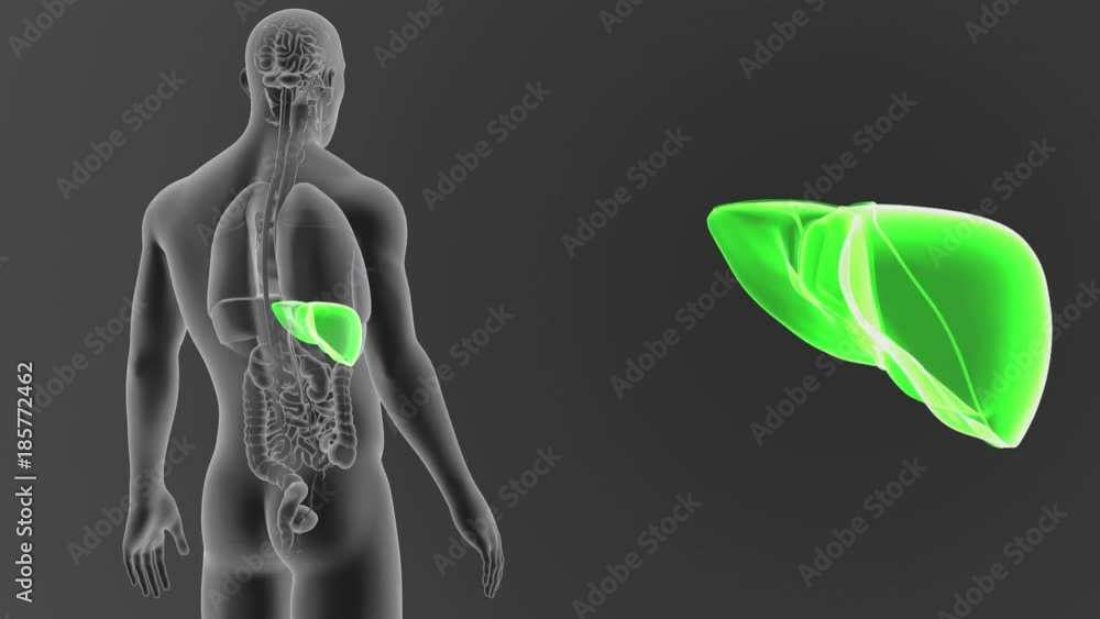 Liver zoom with Organs Liver zoom with Organs