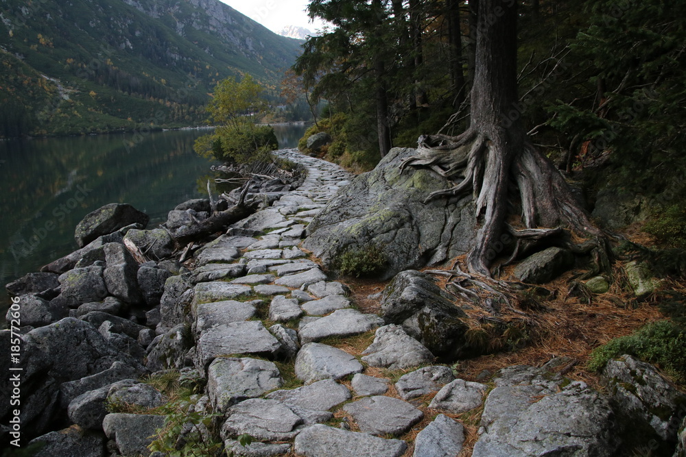 Ścieżka zakopane morskie oko drzewo góry