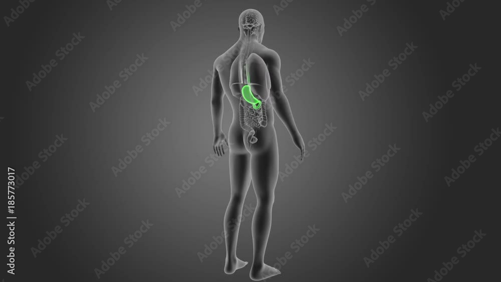 Stomach with Organs Stomach with Organs