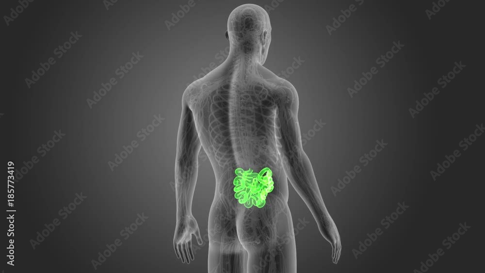Small Intestine with CS Small Intestine with CS