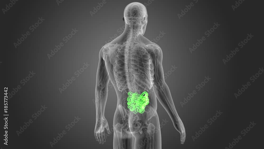 Small Intestine with Anatomy Small Intestine with Anatomy