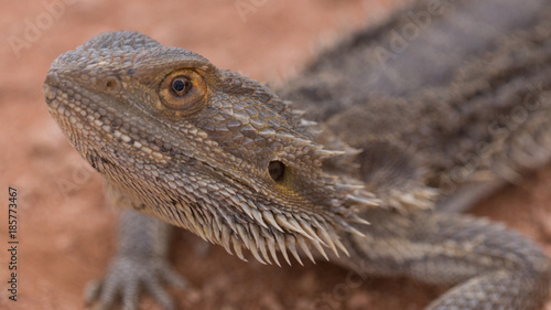 Bearded Dragon