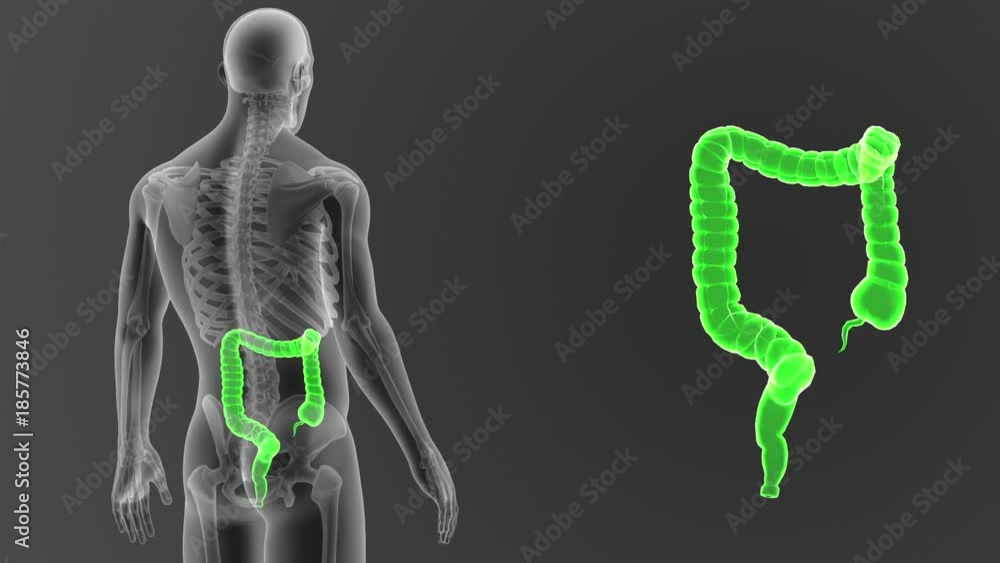 Large Intestine zoom with Sekleton Large Intestine zoom with Sekleton